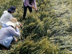 县农业农村局技术人员赴东辛店镇检查小麦倒伏状况