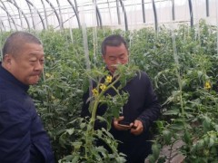 晋中市种子管理站科技人员调查蔬菜新品种 挑选实验基地