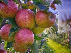 五种国外果树种植减产办法