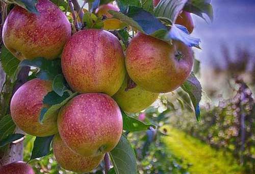 五种国外果树种植增产方法