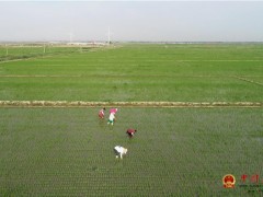 乐亭：盐碱地变身“聚宝盆”