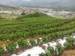 汉阴：省园艺技术义务站站长安凯春来汉调研蚕桑产业