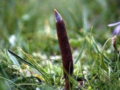 虫草的成效与作用有哪些|两种虫草的人工栽培办法