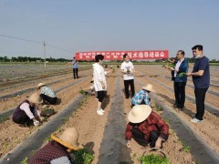 鹤壁市农科院：加强技术培训 增强示范效果 -宝鸡鹤壁市农业农村局