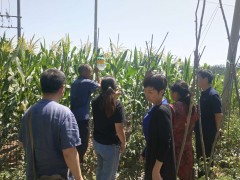 晋中市植保站在榆社反省农作物病虫害及草地贪夜蛾防控义务