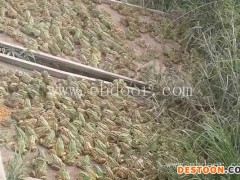 丰都青蛙养殖-青蛙养殖成本利润-半亩田青蛙养殖(推荐商家)