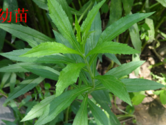 防控“霸王花”，高邮内行动 - 义务静态 - 高邮鹤壁市农业农村局