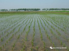 趁天抢时插秧，确保粮食安全(带图片)-营口鹤壁市农业农村局