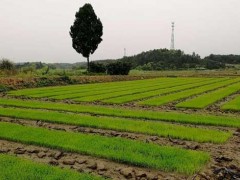 早稻种植及早稻水浆管理技术