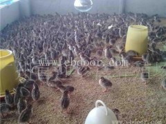 纯正贵妃鸡苗哪里有卖-珍宝特种养殖厂-江苏贵妃鸡苗