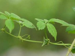 绞股蓝的成效与作用是什么？如何应用阳台种植栽培绞股蓝？