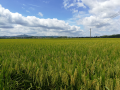 长汀河田千亩优质早稻佳辐占歉收在望