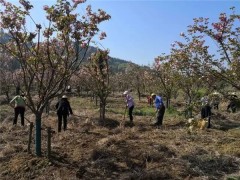 【乡村复兴】蓉城镇：大力展开黄精种植，助推乡村产业复兴