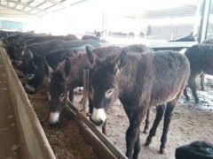 金良 肉驴养殖厂家 肉驴价格 山东肉驴养殖基地  驴 毛驴 改良肉驴 德州驴 肉驴苗  肉驴厂家 肉驴驹 具体价格面议