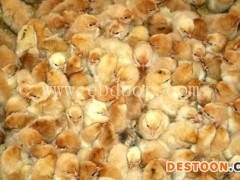 脱温武定土鸡苗销售-德宏脱温武定土鸡苗-明丽鸡苗价格(查看)