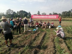 勐海镇展开虫口夺粮 草地贪夜蛾防控阻击战