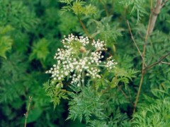 川芎种植栽培技术及病虫害防治办法