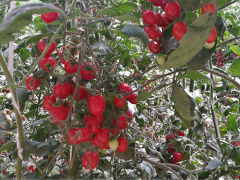 "第二届京津冀鲜食番茄擂台赛"廊坊沧州市获二等奖、三等奖