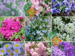 供应厂家直销花卉种子、景观绿化种子、彩色包装种子、花卉种子、草花组合（耐阴系列）