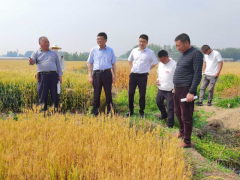 洪泽区农业农村局查勘小麦理赔义务