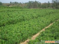 花卉种子、种苗 黑松苗