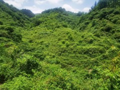 金海湖新区文阁乡安庆社区:展开板栗产业助农增收