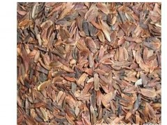 供应丁香种子 批发花卉种子