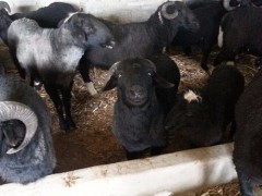 云南黑山羊 肉羊价格