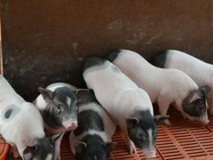 聊城 野香猪 野香猪价格 聊城 香猪 香猪养殖 2018香猪价格