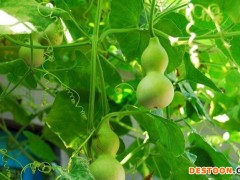 葫芦娃种子 小包花卉种子