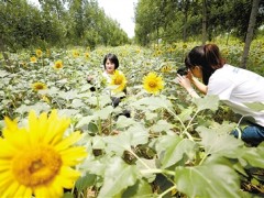 河北大城全力打造南赵扶镇子牙河百里生态文明长廊