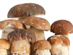 食用菌栽培：草菇稻草堆栽种植技术