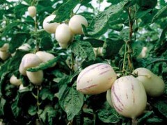 特种水果——南美香艳梨