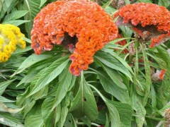 草本植物 蓝翔园艺 CCH01 供应花卉种子  蓝翔园艺花卉种子  头状鸡冠花花卉种子  景观绿化种子