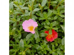 新大洲xdz 太阳花价格优惠花卉花卉种子厂家直销花卉种子绿化苗木