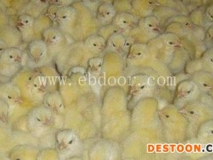 临沧武定土鸡苗-明丽土鸡苗出售-武定土鸡苗多少钱一只