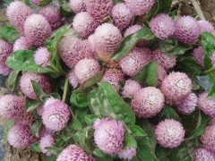 供应花卉种子千日紫花卉种子、种苗、千日红 、火球、蓝翔园艺 花卉种子批发