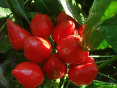 蓝翔园艺 CAP02 樱桃椒\红巨人\红色 花卉种子 景观绿化种子 优质花卉种子批发 花卉种子、种苗