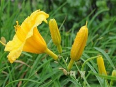 金针菜（黄花菜）的栽培技术和种植办法