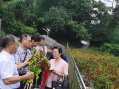 省农业农村厅对外协作处到上杭展开 产业园树立调研