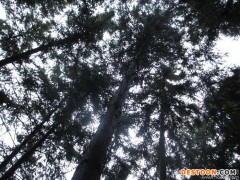 花卉种子、种苗