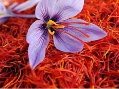 西红花室内无土种植技术及市场价钱