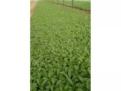 新大洲xdz绿化苗木绿化苗木价格马鞭草厂家优惠宿根花卉宿根花卉花卉种子花卉