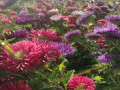 各类翠菊种子  园林绿化 量大从优厂家直销花卉种子  单瓣混色翠菊