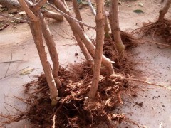 佳丰农业 樱桃苗批发 樱桃苗价格 矮化占樱桃苗 樱桃苗品种 优质樱桃苗 矮化樱桃苗批发 基地直销樱桃苗 优质樱桃苗种植