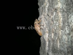 致富知了猴养殖电话