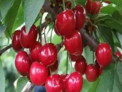 樱桃苗基地 吉塞拉樱桃苗 樱桃苗价格 吉塞拉樱桃苗价格 山东樱桃苗 山东樱桃苗基地