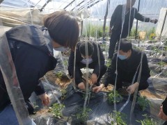 晋中市蔬菜技术效力中心赴太谷县实地展开查灾核灾义务