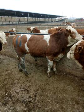 [供]常年供应各种肉牛