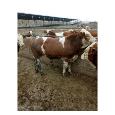 [供]常年供应各种肉牛